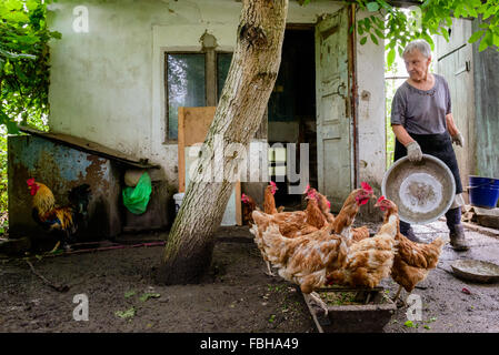Hühner Essen in einer Krippe liegt an einem privaten ländlichen Bauernhof in der Ukraine Stockfoto