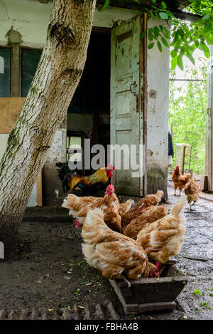 Hühner Essen in einer Krippe liegt an einem privaten ländlichen Bauernhof in der Ukraine Stockfoto