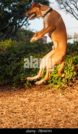 Australian Cattle Dog Mix springt hoch in die Luft Stockfoto