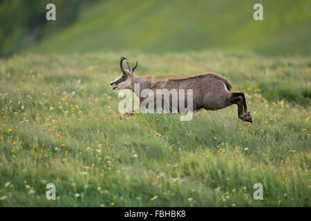 Alpine Chamois / Gaemse (Rupicapra Rupicapra) auf der Flucht über frischen grünen Bergwiesen. Stockfoto