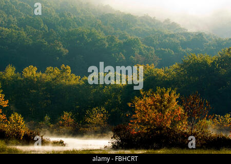 Marsh Feuchtgebiete mit Nebel kommen aus dem Wasser und steigt in den Wald hängen im Spätsommer, Indiana. Stockfoto