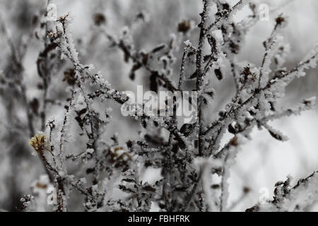 Gefrorene Zuckerrohr Stockfoto