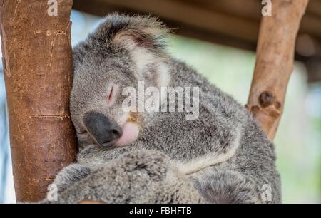 Schlafender Koalabär im Baum Stockfoto