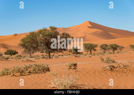 Sanddünen, Sossusvlei, Namib-Wüste, Namib-Naukluft-Park, Hardap Region Republik Namibia Stockfoto