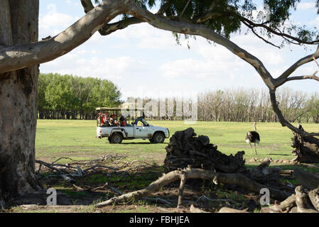 Safari-Jeep von Strauß, Tier-Welt-Wildpark, Emerald Resort, Vanderbijlpark, Emfuleni Gemeinde, Gauteng, Südafrika Stockfoto