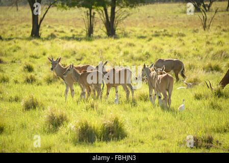 Junge Gemsbok, Tier-Welt-Wildpark, Emerald Resort & Casino, Vanderbijlpark, Emfuleni Gemeinde, Gauteng, Südafrika Stockfoto