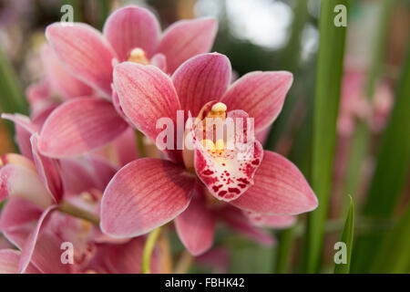 Nahaufnahme, Orchideen blühen, Orchideenausstellung Stockfoto