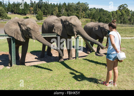 Fütterung der Elefanten im Knysna Elephant Park, Plettenberg Bay, Knysna, Knysna Gemeinde, Provinz Western Cape, Südafrika Stockfoto
