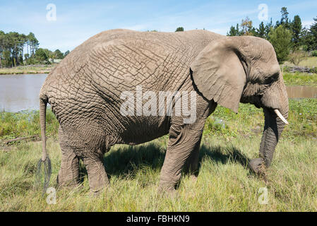 Elefanten im Knysna Elephant Park, Plettenberg Bay, Knysna, Knysna Gemeinde, Provinz Western Cape, Südafrika Stockfoto