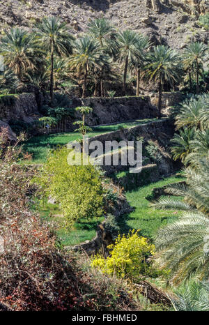 Wadi Bani Kharus, Oman.  Terrassen für die Landwirtschaft. Stockfoto