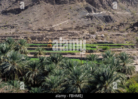 Wadi Bani Kharus, Oman.  Bewässerung-Kanal (Falaj) Comes Berg in Ferne, Bewässerung Terrassenfelder im Vordergrund. Stockfoto