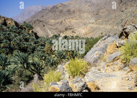 Wadi Bani Kharus, Oman.  Blick hinunter auf Dattelpalmen oberhalb des Dorfes al-Ulya. Stockfoto