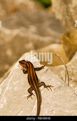 Eine fünf-gezeichnete Skink Eidechse auf Block aus Kalkstein in der Nähe von Lake Monroe, Indiana, USA. Stockfoto