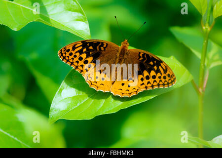 Eine orange und schwarze Schmetterling sitzt auf einem Blatt Stockfoto