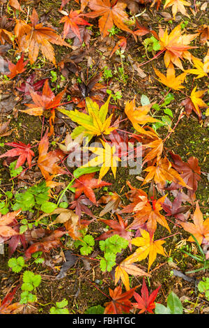 Gefallenen herbstliche Ahornblätter auf dem Boden liegend Stockfoto