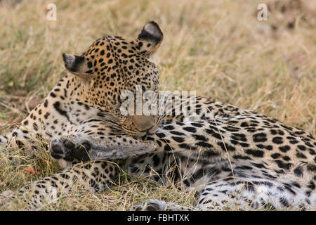 Ein afrikanischer Leopard (panthera Pardus pardus) lecken der Pfote nach einem frühen Morgen töten, Okavango Delta, Botswana, Afrika Stockfoto