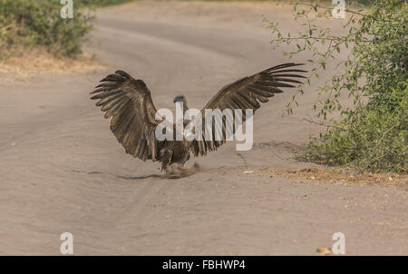 Ein Weißrückenspecht Geier (abgeschottet Africanus) landen in den Staub, Chobe Nationalpark, Botswana, Afrika Stockfoto