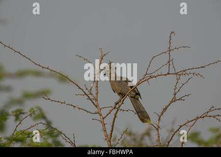 Ein Go-away-Bird (Corythaixoides) hoch oben in einem dornigen Baum, Okavango Delta, Botswana, Afrika Stockfoto