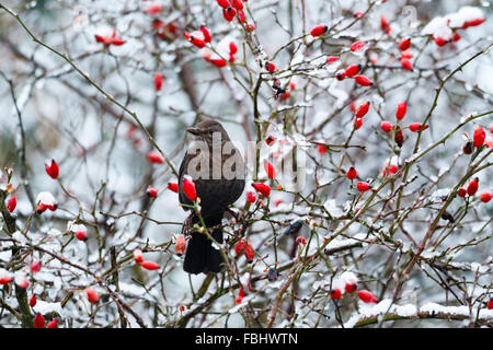 17. Januar 2016. Eine weibliche Amsel in eine Rose hip Bush. Der Schnee bewegt über Nacht bis weit südlich von East Sussex. Credit: Ed Brown/Alamy leben Nachrichten Stockfoto