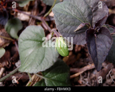 Geschlossene Samenkapsel und Blätter der gemeinsamen blauen Veilchen (Viola Sororia) Stockfoto