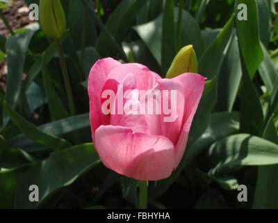 Rosa Tulpe (Tulipa SP.) in der Sonne mit gelbe Tulpe Knospe und Tulpe Blätter Stockfoto