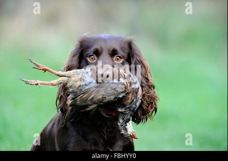 Haushund, English Cocker Spaniel (Working-Typ) mit Schuss Rothuhn (Alectoris Rufa) im Mund, Suffolk, Engla Stockfoto