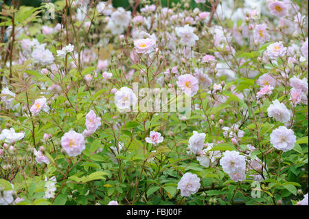 Blühende Rambling Rose (David Austin) im Garten, Bentley, Suffolk, Juni 2013 Stockfoto