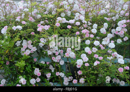 Rambling Rose (David Austin) blühend am Spalier im Garten, Bentley, Suffolk, Juni 2013 Stockfoto