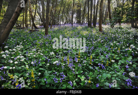 Bärlauch (Allium Ursinum), Glockenblumen (Scilla non-Scripta) und gelbe Erzengel (Lamiastrum Galeobdolon) in Freston Holz, April 20 Stockfoto