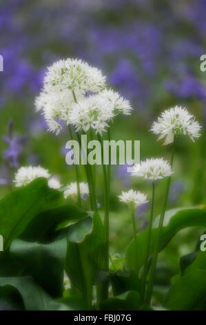 Nahaufnahme von Bärlauch (Allium Ursinum) oder Bärlauch in Freston Holz, soft-Fokus, mit Glockenblumen (Scilla non-Scripta) in den Rücken Stockfoto