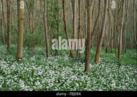 Teppich aus Bärlauch (Allium Ursinum) oder Bärlauch in Freston Holz, Suffolk, April 2011 Stockfoto