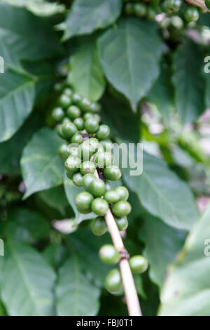 grüne Kaffeebohnen im Werk Stockfoto