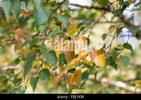 Betula Blätter im Herbst. Stockfoto