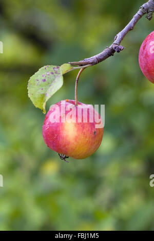 Malus "Striped Beauty". Crab Apple "Striped Beauty" wächst in einem englischen Obstgarten. Stockfoto