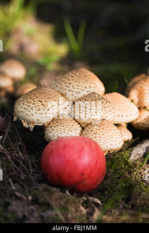 Malus Domestica. Gefallenen Apfel auf dem Waldboden. Stockfoto