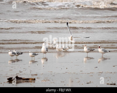 Möwen versammeln sich am Ainsdale Strand in Merseyside während der Flut. Stockfoto