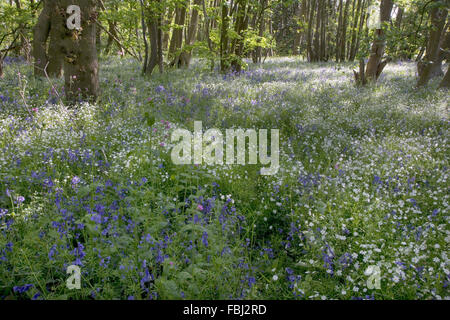 Größere Stitchwort (Stellaria Holostea), rote Campion (Silene Dioica) und Glockenblumen (nicht Endymion-Scriptus), in gemischten Laub-woo Stockfoto