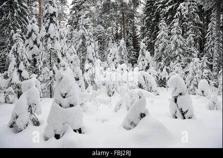 Frostigen Wildwood mit Schnee bedeckt. Stockfoto