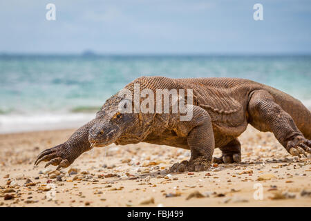 Ein komodo-Drache (Varanus komodoensis), der am Strand der Komodo-Insel im Komodo-Nationalpark, West Manggarai, Ost-Nusa Tenggara, Indonesien, spaziert. Stockfoto