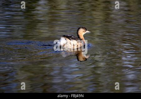 wenig Grebe Dabchick Tachybaptus Ruficollis am The Welsh Wildlife und Feuchtgebiete Nature Reserve Centre Cilgerran Cardigan Wales Stockfoto