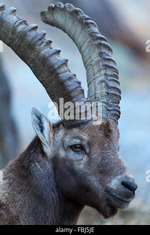 Eine wilde Steinböcke (Capra Ibex) in den Schweizer Alpen Stockfoto