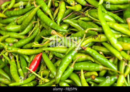 Rote Chilischote unter allen anderen grünen auf dem indischen Markt Stockfoto