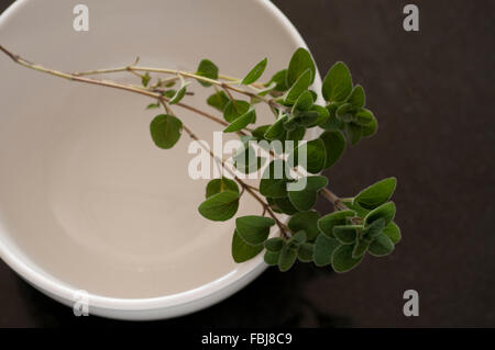 Origano auf Schüssel weiß Stockfoto