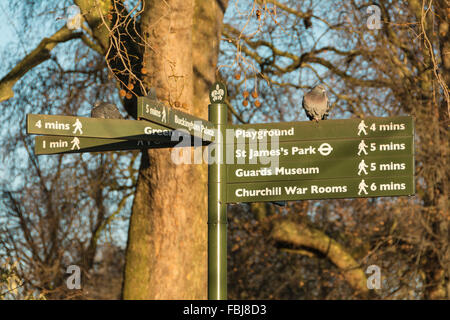 Tauben sitzen auf einem Wegweiser in St. Jame Park, London, England, UK Stockfoto