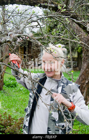 Frau schneidet einen Zweig an einem Apfelbaum einen Frühling im Garten Stockfoto