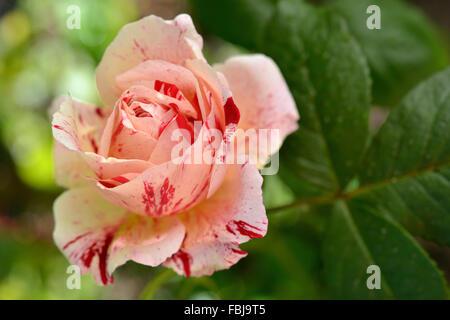 Scentimental Floribunda Rose Nahaufnahme Stockfoto