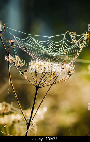 Spinnennetz mit Wassertropfen Tau in der Sonne, Nahaufnahme Stockfoto