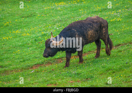 Wasserbüffel stehen auf dem grünen Rasen Stockfoto