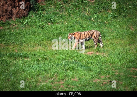 Amur-Tiger auf ein Geass in Sommertag Stockfoto