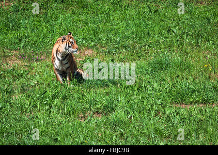 Amur-Tiger auf ein Geass in Sommertag Stockfoto